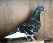 Pigeon de Philippe Bazille